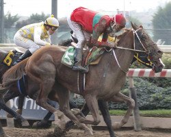 horse Golden Image xx (Thoroughbred, 2018, from California Chrome xx)