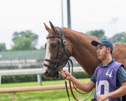 horse Carmel Crush xx (Thoroughbred, 2018, from California Chrome xx)