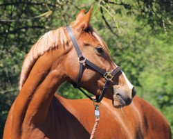 dressage horse Amira Petite (Arab half breed / Partbred, 2016, from Abd El Allat EAO)