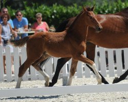 jumper Striewes Elektric (Westphalian, 2018, from Emerald van 't Ruytershof)