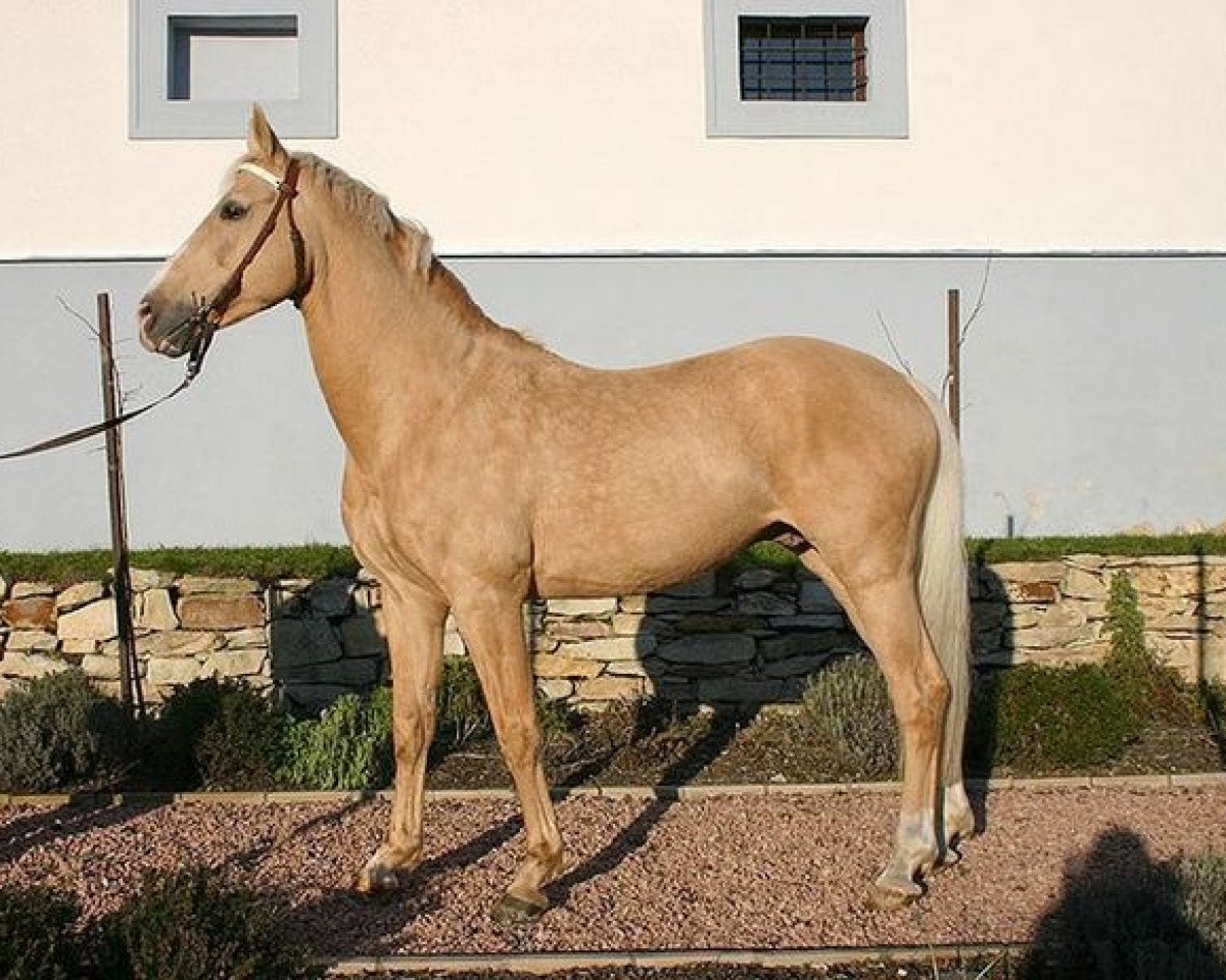 Deckhengst Bell Ami (Tschechisches Warmblut, 1993, von Boleslaw)