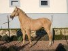 stallion Bell Ami (Czech Warmblood, 1993, from Boleslaw)