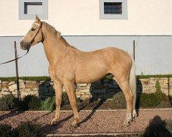 stallion Bell Ami (Czech Warmblood, 1993, from Boleslaw)