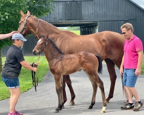 horse Stute von Medaglia d´Oro xx (Thoroughbred, 2021, from Medaglia d'Oro xx)