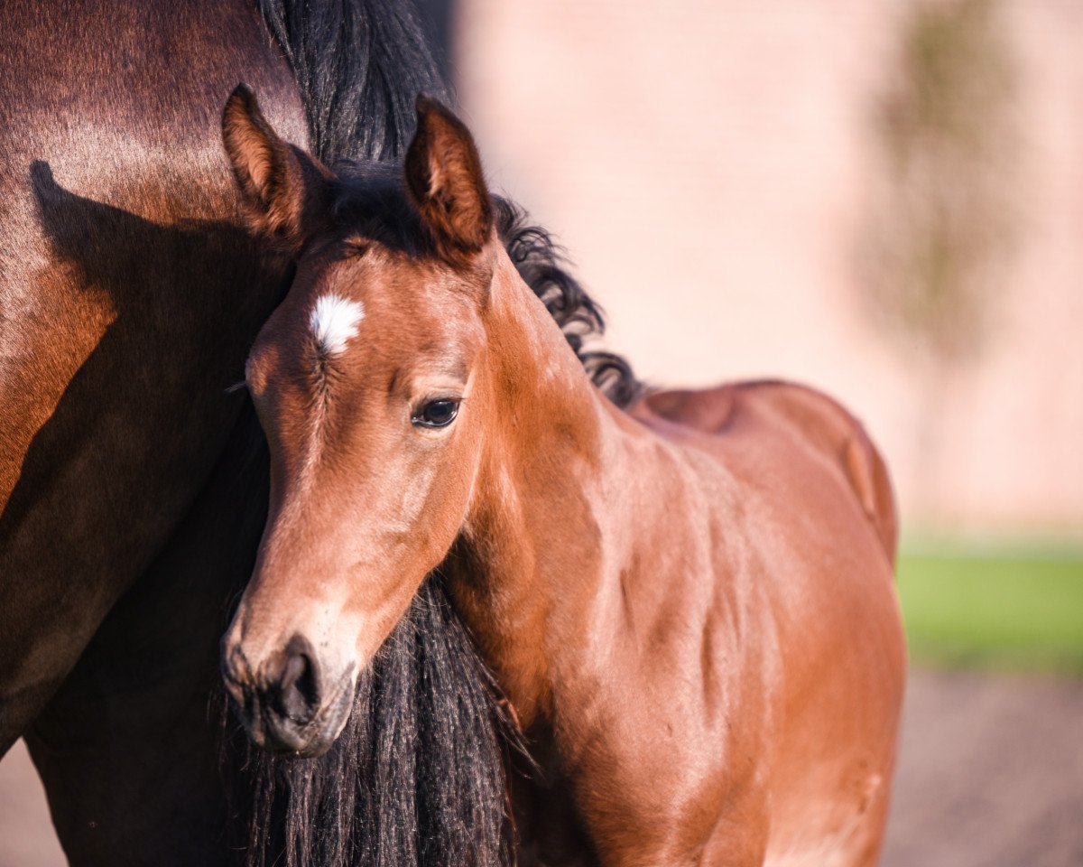 broodmare Cantura SF (Zangersheide riding horse, 2020, from Canturano I)