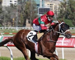 horse cereza Dorada xx (Thoroughbred, 2018, from California Chrome xx)