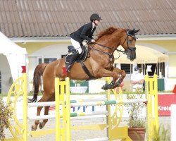 jumper Conpichou (Oldenburg show jumper, 2011, from Conthargos)