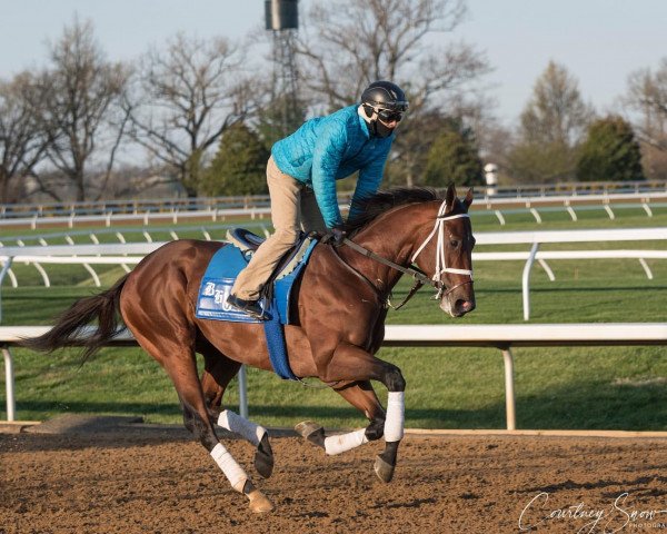 Pferd Primary Endpoint xx (Englisches Vollblut, 2018, von Pioneerof The Nile xx)