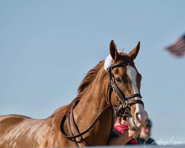 horse California Lily xx (Thoroughbred, 2018, from California Chrome xx)