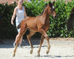 dressage horse Hengst von Franziskus / Donnerball (Westphalian, 2018, from Franziskus FRH)