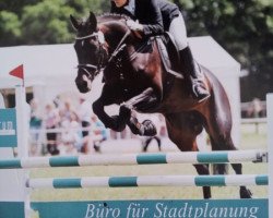 broodmare Salluna (Oldenburg, 2004, from Stedinger)