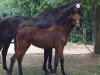 dressage horse For Elise S (Oldenburg, 2019, from For Dance)