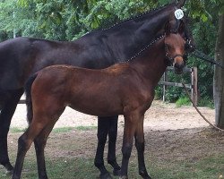 dressage horse For Elise S (Oldenburg, 2019, from For Dance)