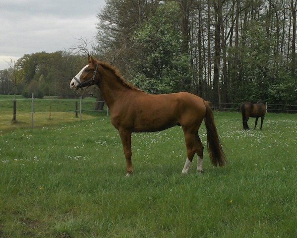 dressage horse Webster (Hanoverian, 2009, from Weltmeyer)
