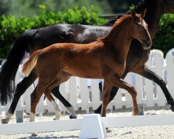 dressage horse Hengst von Ehrenstolz / Lissaro (Westphalian, 2018, from Ehrenstolz)