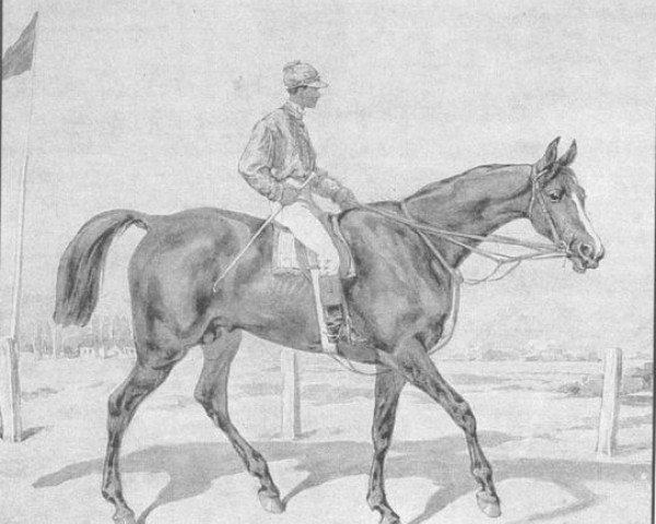 stallion Przedswit xx (Thoroughbred, 1872, from Knight of the Garter xx)