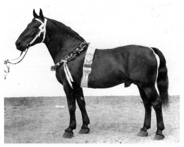 stallion Gabelsberger Mo 406 (Heavy Warmblood, 1947, from Gabler SN 597)