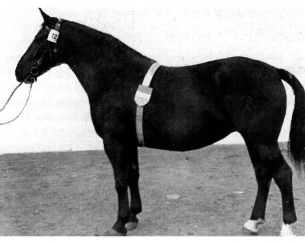 broodmare Zither H 2582 (Heavy Warmblood, 1958, from Gerriet Mo 1032)