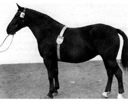 broodmare Zither H 2582 (Heavy Warmblood, 1958, from Gerriet Mo 1032)