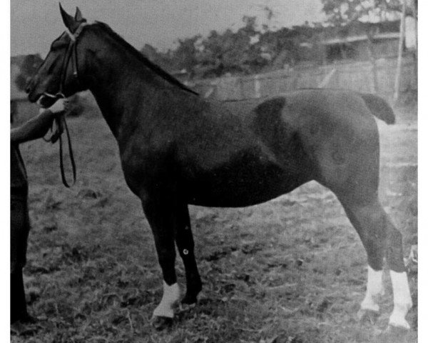 broodmare Farina H 1137 (Heavy Warmblood, 1929, from Georg Th 6)