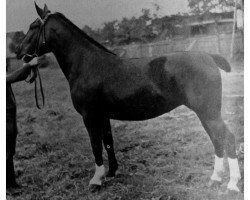 broodmare Farina H 1137 (Heavy Warmblood, 1929, from Georg Th 6)