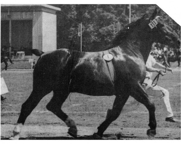 stallion Marschall Th. 560 (Heavy Warmblood, 1935, from Großfürst Th 531)