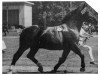 stallion Marschall Th. 560 (Heavy Warmblood, 1935, from Großfürst Th 531)