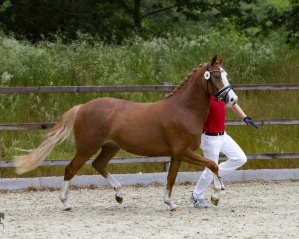 Dressurpferd Dance of Hearts (Deutsches Reitpony, 2017, von Herzkoenig NRW)