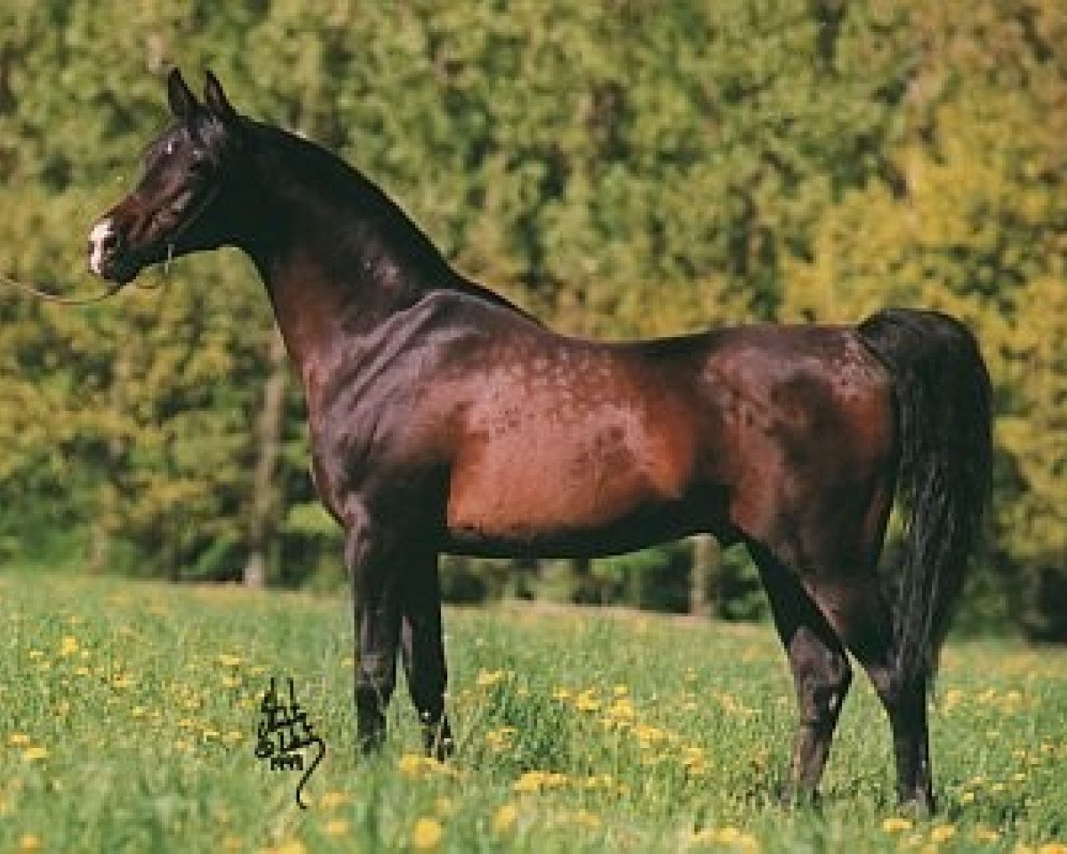 stallion Wachlarz ox (Arabian purebred, 1990, from Arbil ox)
