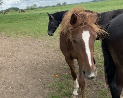 Dressurpferd Loyal Guardian (Hannoveraner, 2018, von Livaldon)