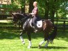 dressage horse Subito 31 (Westphalian, 2008, from Spielberg)