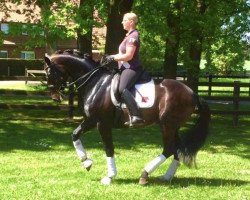 dressage horse Subito 31 (Westphalian, 2008, from Spielberg)