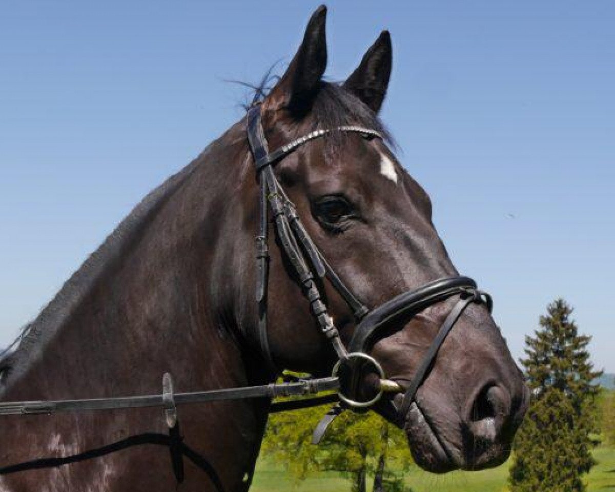 jumper Caspar de Noir (Holsteiner, 2010, from Conello)