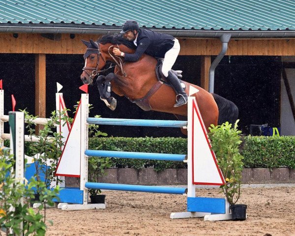jumper Dana Col' (German Sport Horse, 2011, from Colestus)