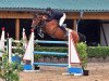 jumper Dana Col' (German Sport Horse, 2011, from Colestus)