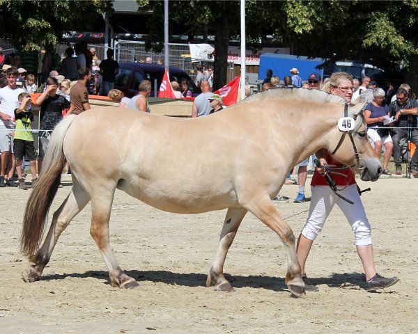 broodmare Lillis Lara (Fjord Horse, 2012, from Mr. Tveiten N.2591)