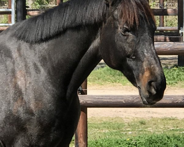 Pferd Legerete (Trakehner, 1994, von Saint Cloud)