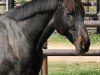 horse Legerete (Trakehner, 1994, from Saint Cloud)