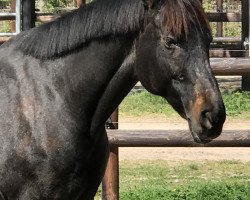 horse Legerete (Trakehner, 1994, from Saint Cloud)