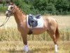 Dressurpferd RM Daylight (Deutsches Reitpony, 2006, von Dirty Dancer)