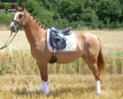 Dressurpferd RM Daylight (Deutsches Reitpony, 2006, von Dirty Dancer)