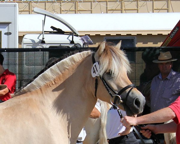 broodmare Jante (Fjord Horse, 2014, from Dylan)