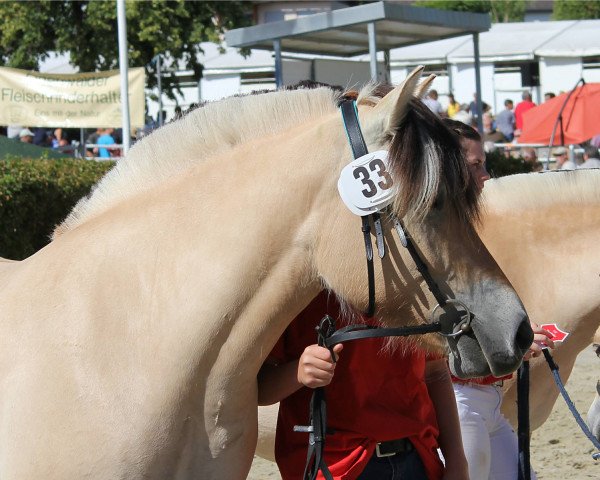 broodmare Helin (Fjord Horse, 2014, from Dexter)