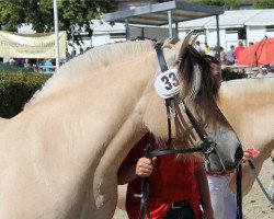 broodmare Helin (Fjord Horse, 2014, from Dexter)