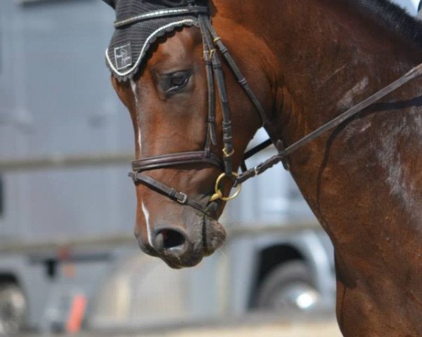 Pferd CONTARO III CH (Schweizer Warmblut, 2008, von Contendro I)