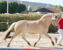 Zuchtstute O'lightning Flicka (Fjordpferd, 2015, von Dylan)