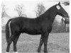 stallion Alsen (Mo) 1071 (Heavy Warmblood, 1952, from Achill 1040 (Th 696) OF)