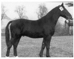 stallion Alsen (Mo) 1071 (Heavy Warmblood, 1952, from Achill 1040 (Th 696) OF)