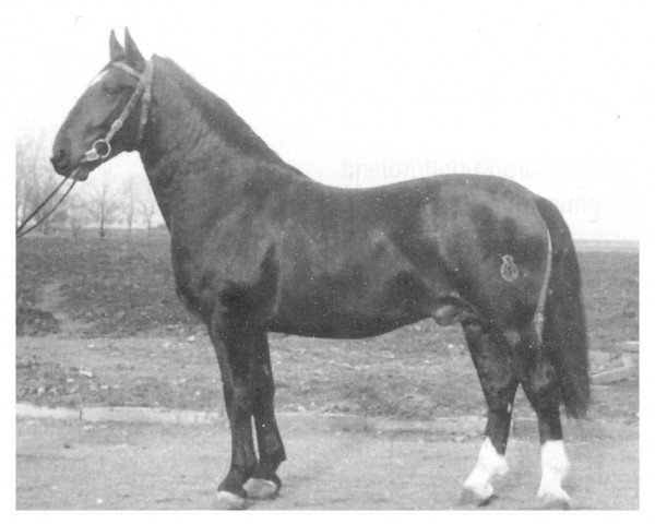 stallion Anker Th 790 (Heavy Warmblood, 1957, from Achill 1040 (Th 696) OF)