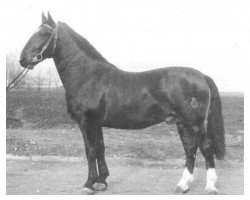 stallion Anker Th 790 (Heavy Warmblood, 1957, from Achill 1040 (Th 696) OF)